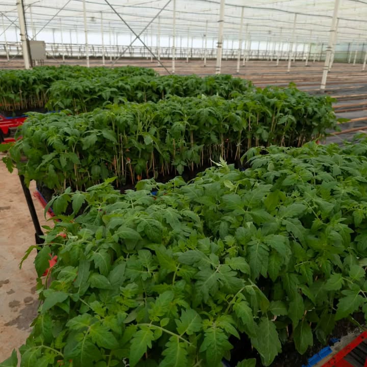Ferme Ty Coz - Légumes biologiques
