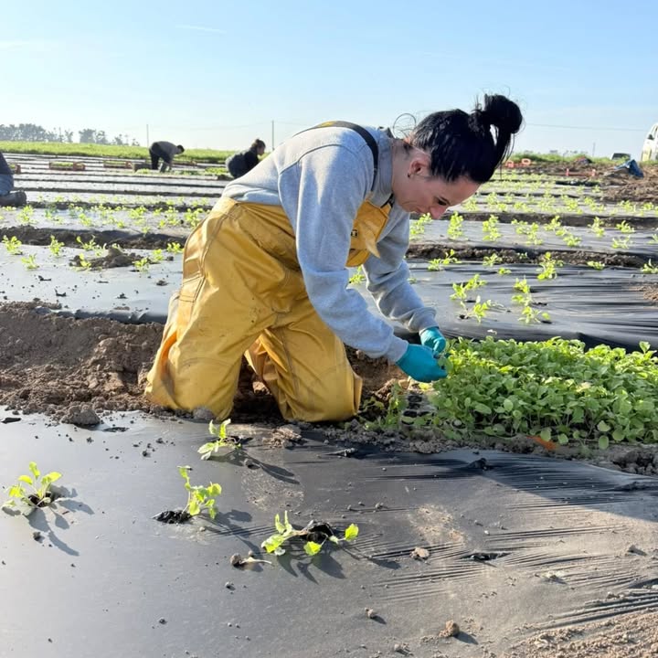 Ferme Ty Coz - Légumes biologiques
