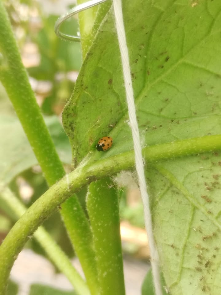 Ferme Ty Coz - Légumes biologiques
