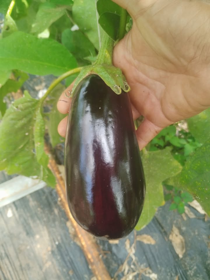 Ferme Ty Coz - Légumes biologiques
