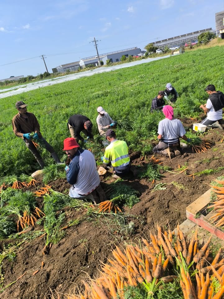 Ferme Ty Coz - Légumes biologiques