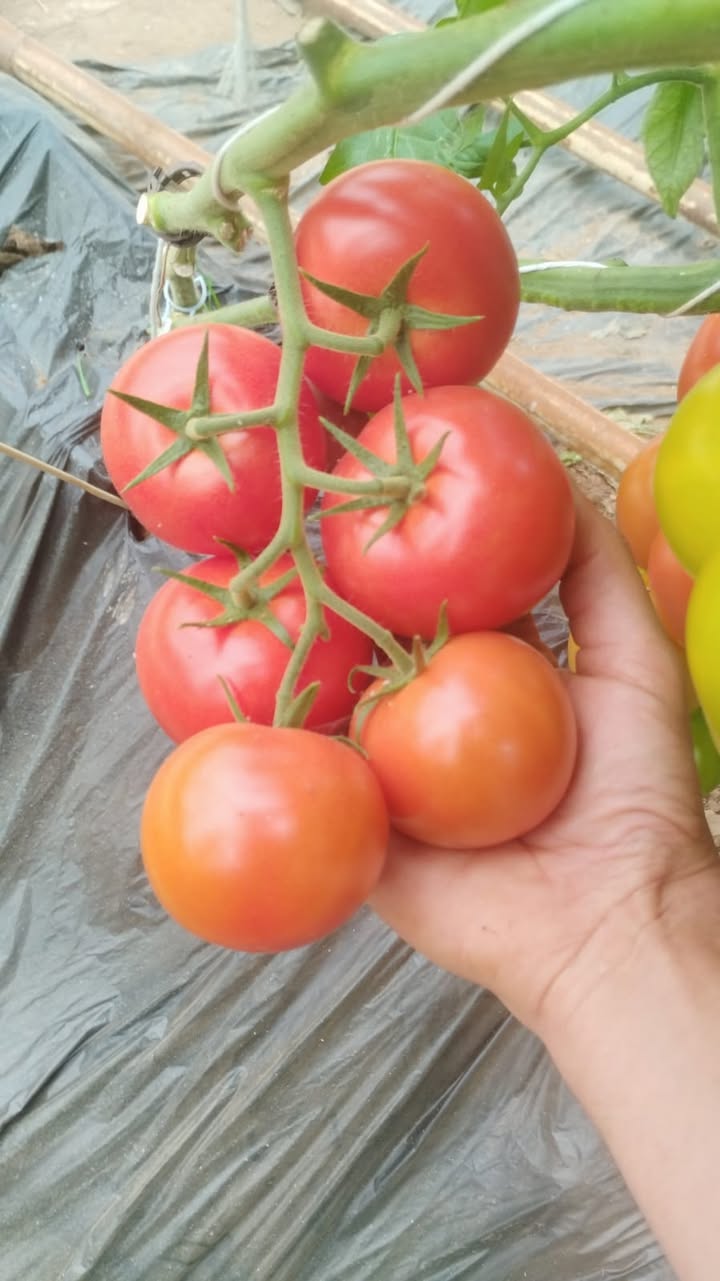 Ferme Ty Coz - Légumes biologiques