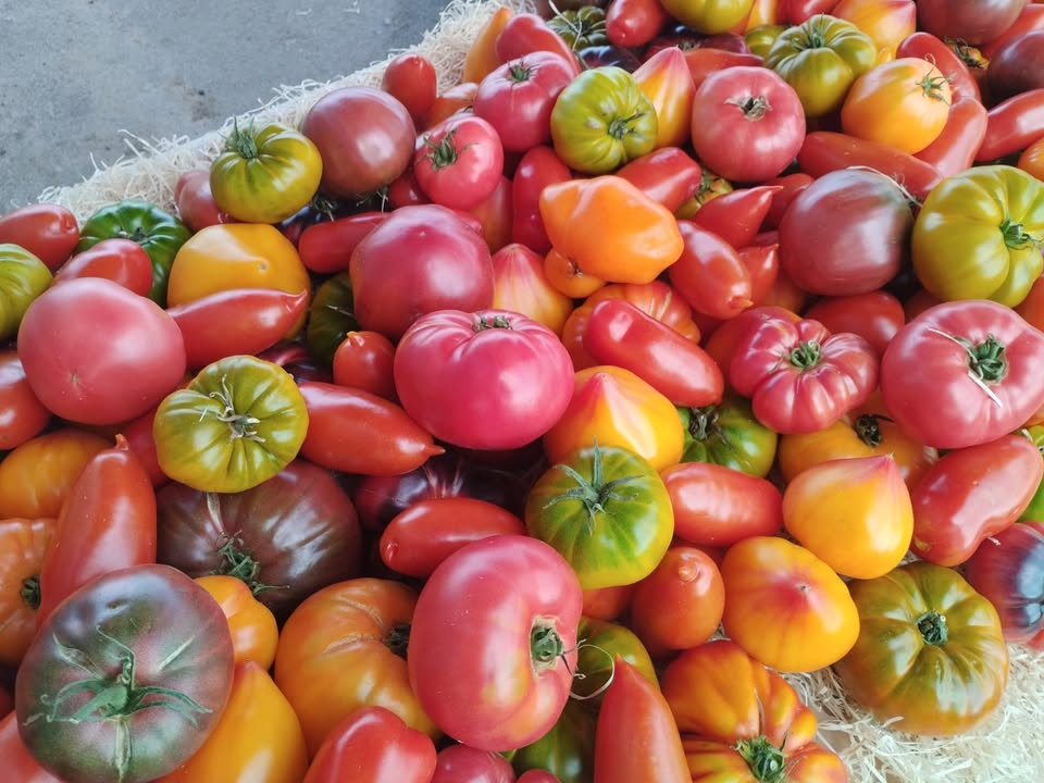 Ferme Ty Coz - Légumes biologiques