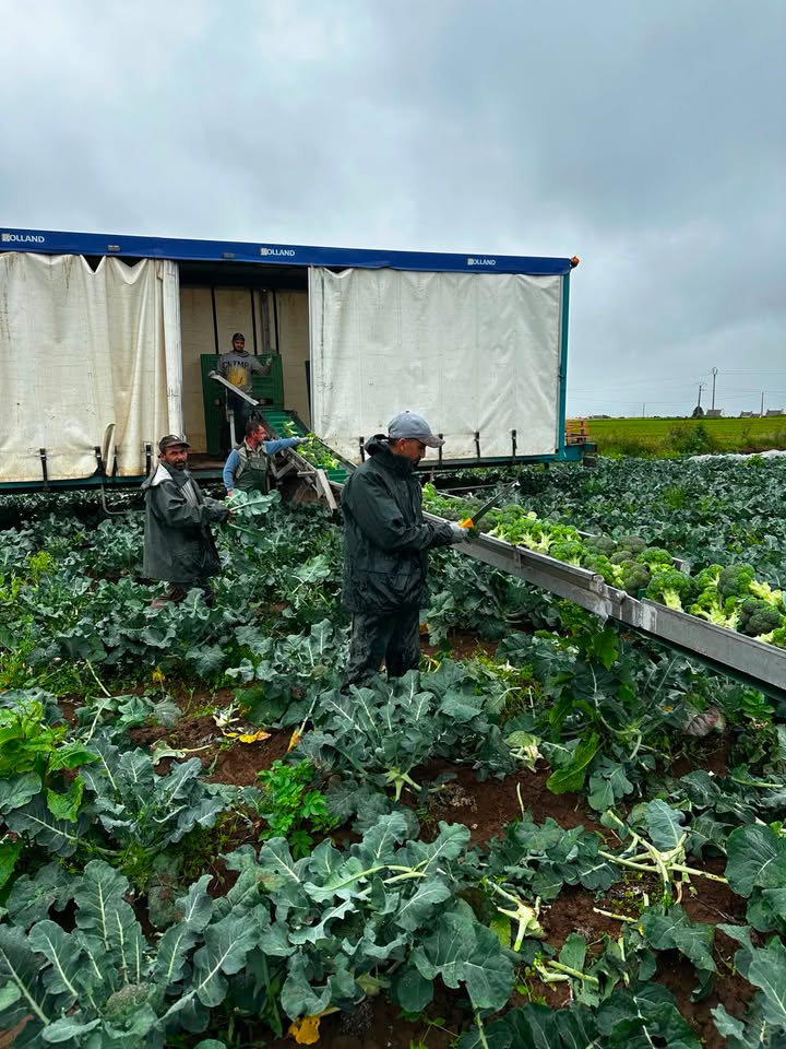 Ferme Ty Coz - Légumes biologiques