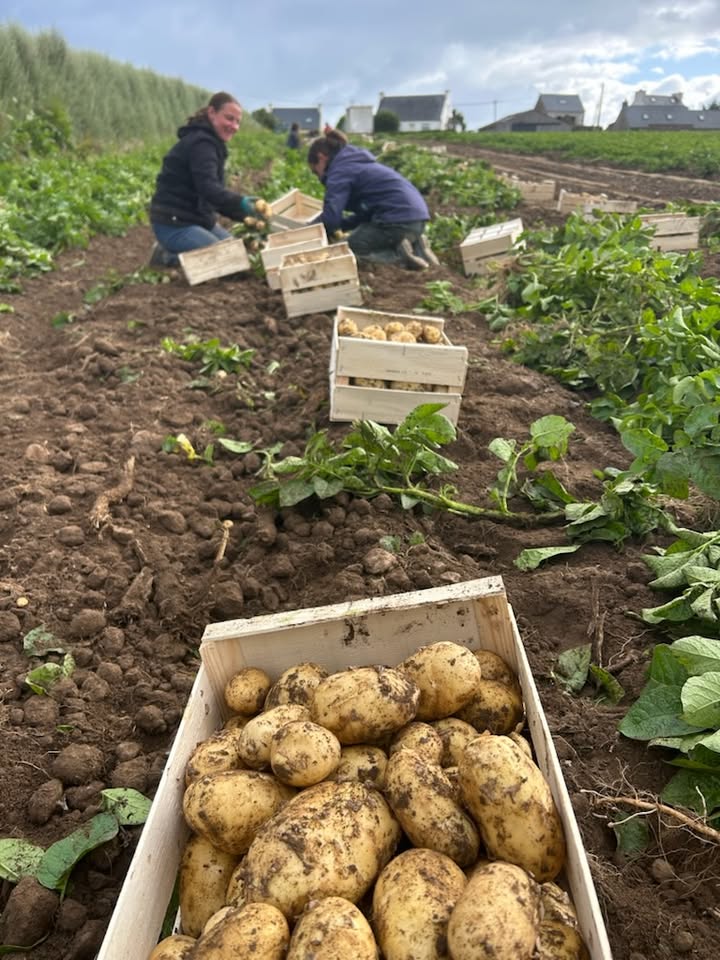 Ferme Ty Coz - Légumes biologiques