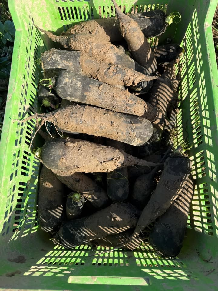 Ferme Ty Coz - Légumes biologiques