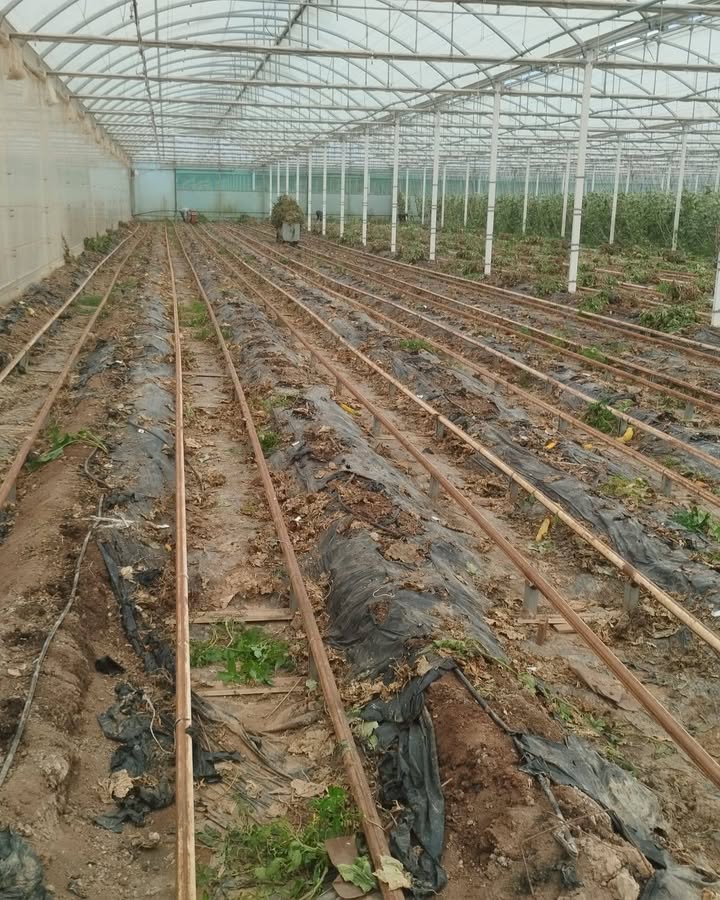 Ferme Ty Coz - Légumes biologiques