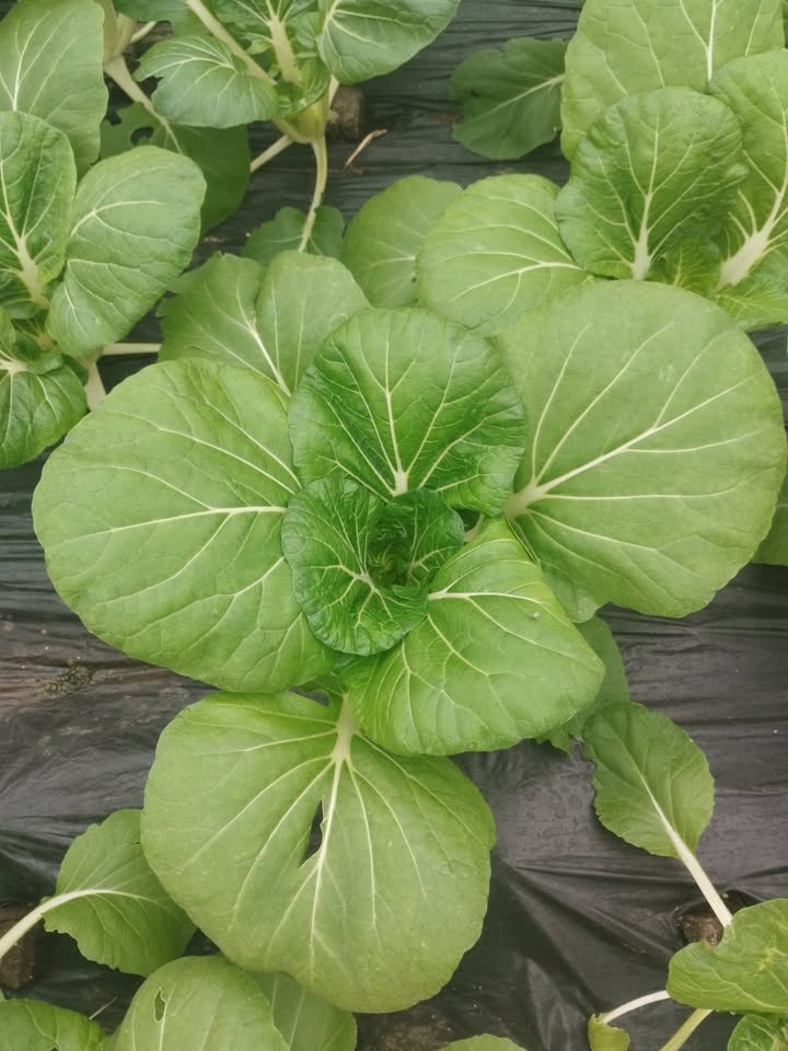 Ferme Ty Coz - Légumes biologiques